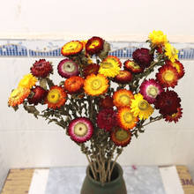 Preserved Flowers Wheat Straw Chrysanthemum Mix Color Bouquet Real Dried Natural Kogiku Eternal Daisy Home Wedding Decoration 2024 - buy cheap