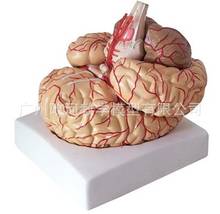 Modelo de anatomía del nervio craneal, modelo de neuroología, biología, esqueleto humano, juguete 2024 - compra barato