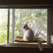 Полка для кошки подушка для питомца кошки гамак удобный солнцезащитный стеклянный окошко котенок отдых спальный гамак подшипник 20 кг 2024 - купить недорого