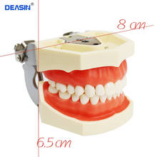 Модель зубной резинки, зубная обучающая модель, стандартная модель зубной резины, демонстрация со съемными зубьями 200H 2024 - купить недорого