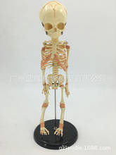 PVC Baby Skeleton Mannequin Human Skeleton Medical Anatomical Model of Fetal Bone Specimens Human Skeleton Toy 2024 - buy cheap