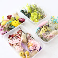 Boxed Real Dried Flower Dry Plants Home Wedding Decor Accessories DIY Craft Supplie Aromatherapy Candle Epoxy Making Materials 2024 - buy cheap