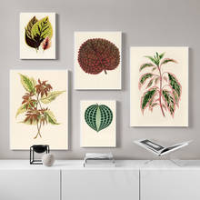 Coleus-pintura en lienzo artística de plantas de Seersucker, carteles e impresiones de rosas malvas, fotos de pared de Benjamín Fawcett para decoración de sala de estar 2024 - compra barato