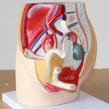 Female genitourinary system model female pelvic anatomy model female genital Model uterus model 2024 - buy cheap