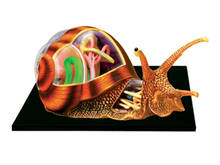 Quebra-cabeça de simulação de brinquedo, órgão biológico de caracol anatomia, modelo de ensino de medicina 2024 - compre barato