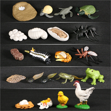 Simulation animal insect model evolution stage decoration life growth cycle set science and education children toys  Gifts 2024 - buy cheap