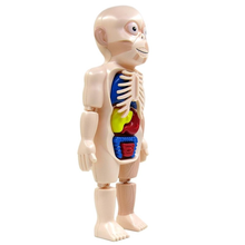 Montessori 3d puzzle anatomia do corpo humano brinquedo educacional aprendizagem diy montado brinquedos kits corpo órgão ferramentas de ensino para crianças 2024 - compre barato