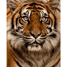 Pintura digital por números de animal, pintura a óleo moderna para parede, presente de natal e feriado, decoração tamanho grande com cabeça de tigre 2024 - compre barato