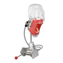 Dental Phantom Head Model Simulator Teeth Model for Dental Practise Dentist Education 2024 - buy cheap