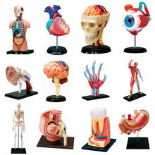 Образовательный Собранный 4d человеческий мастер тело Скелет Череп для изучения анатомии манекен Сердце Модель уха головоломка медицинские игрушки 2024 - купить недорого