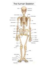 The Human Skeleton Photo Picture Anatomy  SILK POSTER Decorative Wall painting 24x36inch 2024 - buy cheap