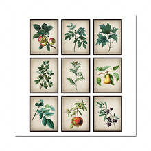 Conjunto de 9 piezas de decoración de plantas, ilustraciones de botaniques rétro, herbe verde, frutas, arte mura 2024 - compra barato