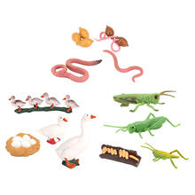 4 Stage Growth Cycle Model Life Cycle Animal Models Child Imagination Toys 2024 - buy cheap