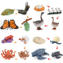 NEW Learning Animal Growth Cycle Girls Boys Toys Butterfly Goose Octopus Turtle Chicken Frog Model Children Toy Puzzle Education 2024 - buy cheap