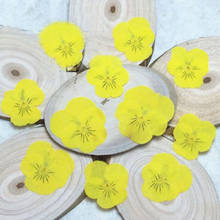 120pcs Dried Pressed Yellow Pansy Corydalis Suaveolens Hance Flower Plants Herbarium For Jewelry Bookmark Phone Case DIY 2024 - buy cheap