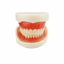 Teeth Model Complete Denture Dental Study Denture Model 2024 - buy cheap
