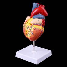 Medical Science Accessories Disassembled Anatomical Human Heart Model Anatomy Medical Teaching Tool dropshipping 2024 - buy cheap
