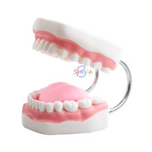 Modelo Dental de 6 dientes para adultos, modelo Oral con lengua para guardería, Enseñanza Temprana, estudio, 1 ud. 2024 - compra barato