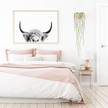 Animais vaca poster fotografia pintura em tela fotos da arte da parede para sala de estar moderna impressões decorativas na parede 2024 - compre barato