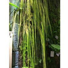 Hanging flow grass artificial plants plastic line plant home green wall decorative accessories 2024 - buy cheap