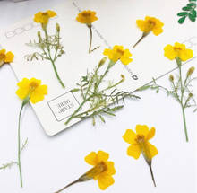120pcs 3-6cm Pressed Dried Tagetes Patula L. Yellow Flower Plants Herbarium For Jewelry Bookmark Postcard Making Accessories 2024 - buy cheap