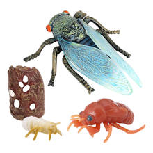 Early Educational Development Preschool Toy Cicada Life Cycle Model Kid Gift 2024 - buy cheap