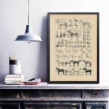 Vintage Horse Anatomy Chart Prints Biology Wall Art Canvas Painting Horse Illustration Animal Poster Office Home Decoration 2024 - buy cheap