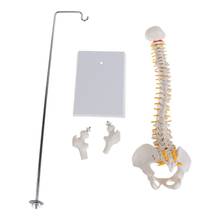 45cm Flexible Human Spinal Column Vertebral Lumbar Curve Anatomical Model Anatomy Spine Medical Teaching Tool 2024 - buy cheap