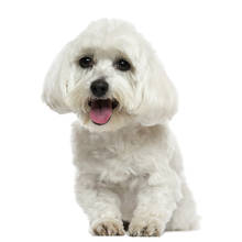 Three Ratels C401 наклейка с животными Милая Белая собака наклейки на стену для ванной комнаты наклейки на машину Съемная наклейка 2024 - купить недорого