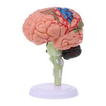 4D Disassembled Anatomical Brain Model Human Anatomy Medical Teaching Tool Statues Sculptures Medical School Use Halloween Decor 2024 - buy cheap