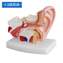 1.5X Human Ear Anatomical Anatomy Teaching Model School Supplies Medical nstrume 2024 - buy cheap