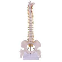 45cm Life Size Vertebral Column Human Spine Anatomical  anatomy Model Skeleton  instrument  Medical supplies  tools 2024 - buy cheap