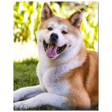 Akita dog diamond embroidery diamond mosaic full square round picture of rhinestone painting 5d diy diamond painting japan pet, 2024 - buy cheap