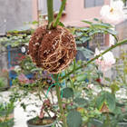 5Pcs Plant Rooting Ball Grafting Rooting Growing Box Breeding Seeding Case Container Nursery Box Garden Seeds Rooter Boxes - photo 2026 5Pcs Plant Rooting Ball Grafting Rooting Growing Box Breeding Seeding Case Container Nursery Box Garden Seeds Rooter Boxes - photo 2026