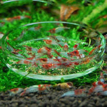 1PC Clear Glass Shrimp Feeding Food Dish Feeder Tray Round Aquarium Feeding Bowls Cheap Wholesale Dropshipping 2024 - buy cheap