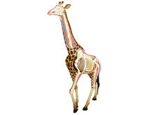 4d girafa anatomia animal modelo esqueleto médico ajuda de ensino laboratório equipamentos de educação master puzzle montagem brinquedo 2024 - compre barato