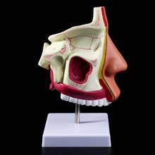 Modelo de Anatomía de cavidad Nasal humana, estructura de cavidad Nasal para enseñanza de exhibición de estudio en aula de ciencias 2024 - compra barato