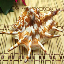 2pcs 8-12cm Rare Natural Conch Sea Shell Elephant's-foot Moon Shell Creative Fashion Home Decoration Nautical Wedding Crafts 2024 - buy cheap