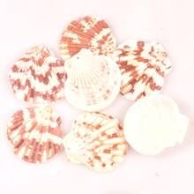 Natural seashell sector shells for earring DIY handmade charms pendant Home Drop decoration 35-50mm trs0371 2024 - buy cheap