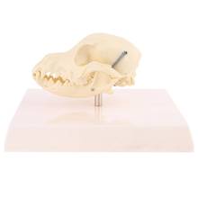 Обучающие принадлежности, модель черепа собаки, анатомический скелет, ветеринарный образец, обучающий скелет 2024 - купить недорого