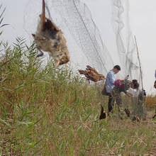Anti Bird Catcher Netting Pond Net Fishing Net Traps Crops Fruit Tree Vegetables Flower Garden Mesh Protect Pest Control 2024 - buy cheap