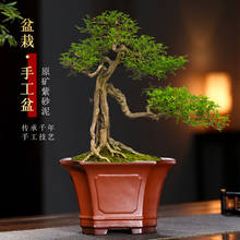 Yixing Purple Sand Flowerpot With Corners Square Medium Large Pot Retro Old Pile Banyan Tree Orchid Rockery Green Plant Pots 2024 - buy cheap