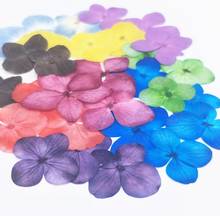 60pcs Pressed Dried Hydrangea Flower Plants Herbarium For Epoxy Resin Jewelry Making Face Makeup Nail Art Craft 2024 - buy cheap