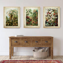 Ernst haeckel biologia cartazes palmeira impressões do vintage beija-flor botânico tropical parede arte da lona quadros decoração 2024 - compre barato