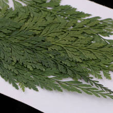 12x Pressed Dried Flowers Fern Leaves DIY Arts Crafts Scrapbooking Bookmarks 2024 - buy cheap