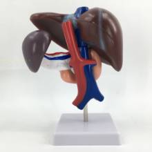 Hepatopancreas and duodenum model  structure of liver, spleen, blood vessels and pancreas Human liver Spleen Pancreas 2024 - buy cheap