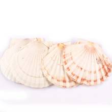 11cm No Hole Natural Sector Shells Handmade DIY Crafts Seashells Home Decor Beach Decorations Wedding Art Ocean Ornaments 2024 - buy cheap