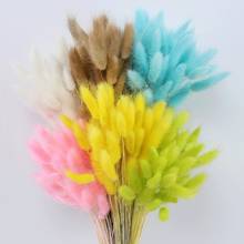 Dried Flowers Rabbit Tail Grass Pasmpas Grass Natural Plants Bouquet Lagurus Ovatus Wedding Decor Home Easter Decoration 2024 - buy cheap