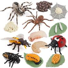 Simulation Arthropod Life Cycle Of A Spider Bee Ladybugs Model Growth Cycle Action Figures Figurine Miniature Educational Toys 2024 - buy cheap