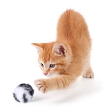 5pcs Pet Plush Ball Toy Cat Toy Leopard Plush Toy Ball With Cat Mint Interactive Pet ToyInteractive Training Ball 2024 - buy cheap